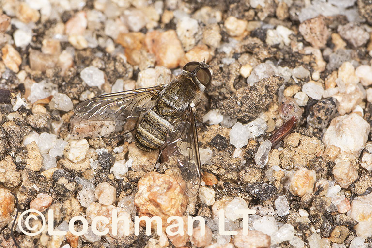 Bee Fly – Anthracinae – Villa sp. No. 10