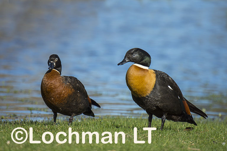 Mountain Duck or Australian Shelduck – a pair