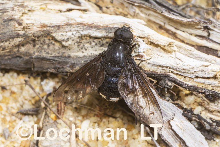 Bee Fly – Anthracinae – Anthrax incomptus – 08