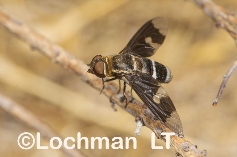 Bee Fly – Anthracinae – Balaana abscondita