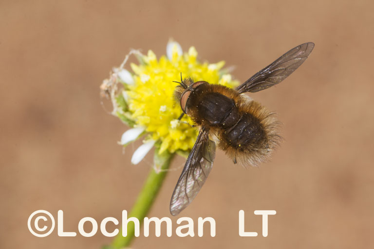 Bee Fly – Bombyliinae – Choristus sp. No. 03